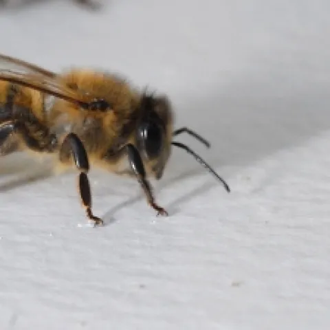 A honey bee checks out a minute black scavenger fly at the Harry H. Laidlaw Jr. Honey Bee Research Facility, UC Davis. (Photo by Kathy Keatley Garvey)