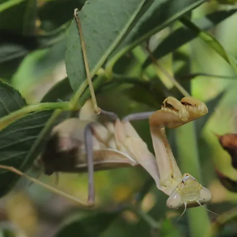 The praying mantis, camouflaged, lies in wait. Hmmm, is that camera edible?(Photo by Kathy Keatley Garvey)