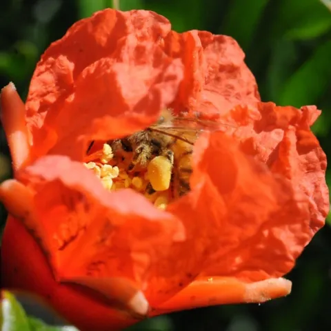 A pollen-packed honey bee curls up in a pomegranate blossom. (Photo by Kathy Keatley Garvey)