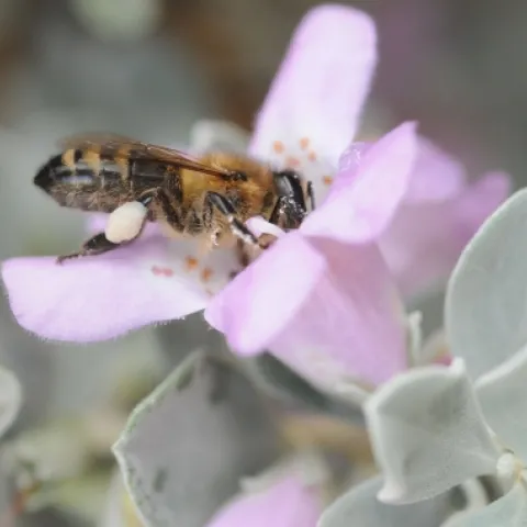 A pollen-packed honey bee dips her head in cenizo in the Storer Gardens, UC Davis Arboretum.(Photo by Kathy Keatley Garvey)