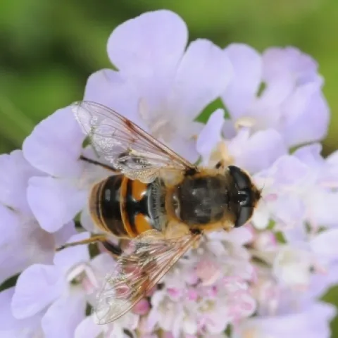 This drone fly, a female, is an Eristalis tenax from the Syrphidae family. It's sometimes called the "H Fly" for the pattern on its abdomen. (Photo by Kathy Keatley Garvey)