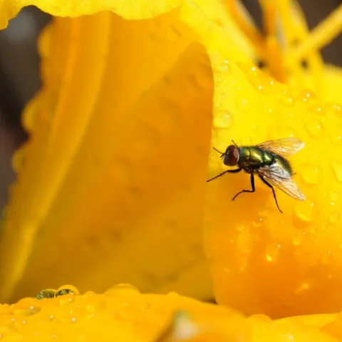 A green bottle fly lands on a daylily after the rain. (Photo by Kathy Keatley Garvey)