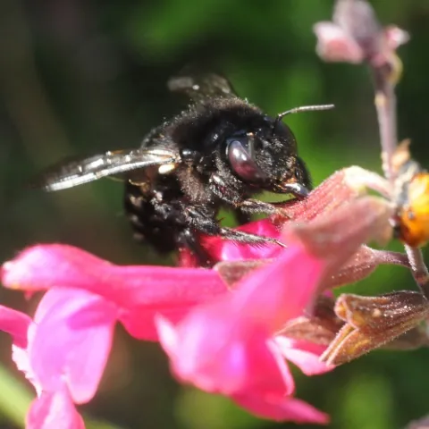 This female carpenter bee ("Josie the Carpenter?") robs nectar from sage. Check out the huge compound eyes. (Photo by Kathy Keatley Garvey)