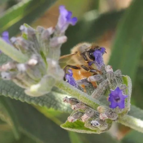 A honey bee visiting a Russian sage seems to be wearing a new hat. (Photo by Kathy Keatley Garvey)