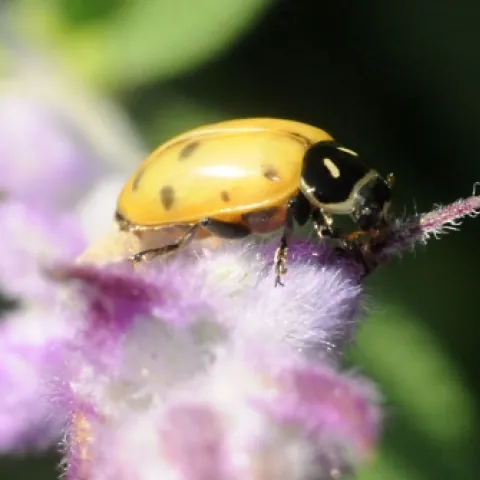 A yellow ladybug on sage. The ladybug (ladybird beetle) is a beneficial insect. (Photo by Kathy Keatley Garvey)