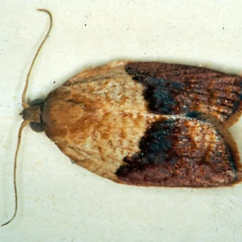 THE BAD--This is the light brown apple moth, a male. The CDFA's William Roltsch will discuss "Biocontrol of Light Brown Apple Moth, a Quarantine Pest in California” at the Northern California Entomology Society meeting on Nov. 6 in Concord. (Photo courtesy of David Williams, principal scientist, Perennial Horticulture, Department of Primary Industries, Victoria, Australia.)