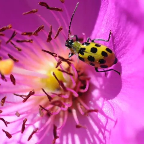 SPOTTED CUCUMBER BEETLE--A spotted cucumber beetle feeds on nectar in a rock purslane. (Photo by Kathy Keatley Garvey)