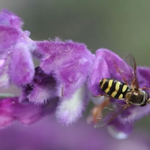 HOVER FLY--A hover fly, mimicking the coloring of a wasp, is nectaring sage. (Photo by Kathy Keatley Garvey)