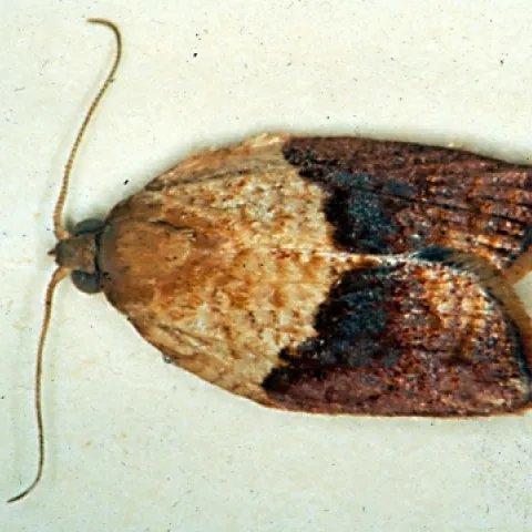 MALE LIGHT BROWN APPLE MOTH--The light brown apple moth is a native of Australia. (Photo courtesy of David Williams, principal scientist, Perennial Horticulture, Department of Primary Industries, Victoria, Australia.)