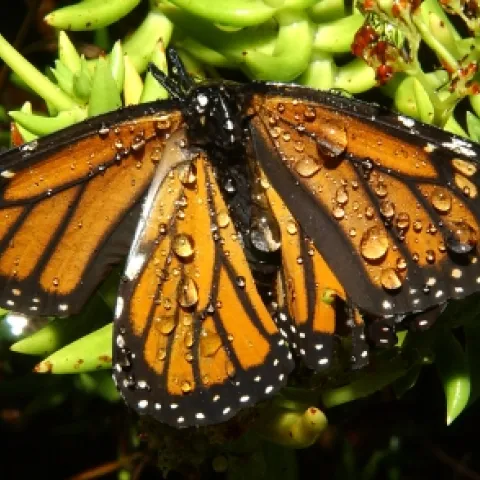 MONARCH BUTTERFLY--A drenched butterfly rests on ice plant. This photo was taken Oct. 19, 2007 along the Mendocino coast. (Photo by Kathy Keatley Garvey)