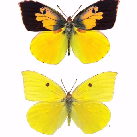 POSTER CHILD--This poster, designed by UC Davis entomology doctoral candidate Fran Keller with photographs by Greg Kareofelas of Davis, shows the California state insect, the dogface butterfly. The male (top) is known as "the flying pansy." The female (bottom) is mostly yellow. The poster received praise from Gov. Arnold Schwarzenegger in April. Now it's received more acclaim. (See story above).