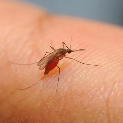 SEEING RED--A blood-fed mosquito on a researcher's arm. (Photo by Kathy Keatley Garvey)