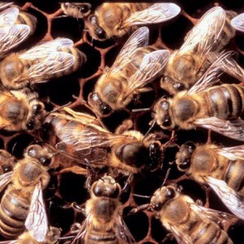 THE QUEEN--The queen bee (center) lays about 2000 eggs a day during the peak season. Here she's surrounded by worker bees (infertile females). (Photo courtesy of Susan Cobey, Harry H. Laidlaw Jr. Honey Bee Research Facility, UC Davis)