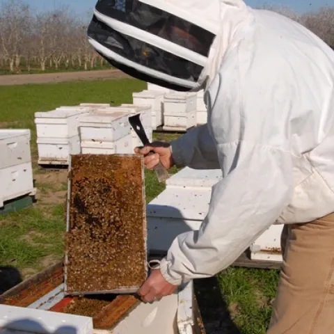 PROTECTIVE GEAR--Beekeepers wear protective gear to ward off bee stings. Here UC Davis beekeeper Kim Fondrk tends his bees. These are not Africanized bees (as mentioned in the text above), but European or Western honey bees. (Photo by Kathy Keatley Garvey)