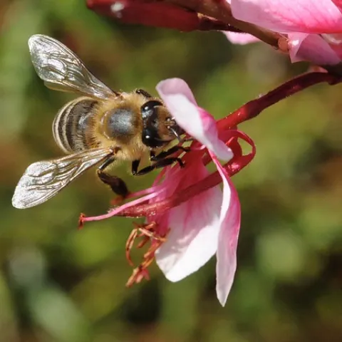 A HONEY OF A BEE--Newly published research in the journal Current Biology finds that the buzz of honey bee wings scares off plant predators, like caterpillars. This bee is gathering nectar from a guara. (Photo by Kathy Keatley Garvey)