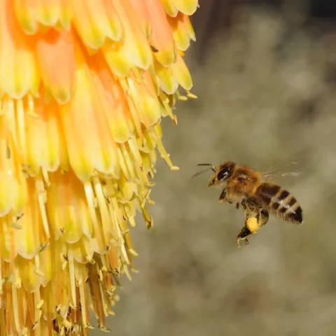 BEELINE--A pollen-packed honey bee makes a beeline for a red-hot poker, variety "Christmas Cheer," in the Storer Gardens at UC Davis. The date: Dec. 20, five days before Christmas. (Photo by Kathy Keatley Garvey)
