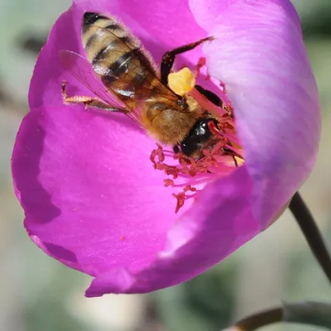 ROCK PURSLANE--The magenta-colored rock purslane (Calandrinia grandiflora) is a favorite of honey bees. (Photo by Kathy Keatley Garvey)