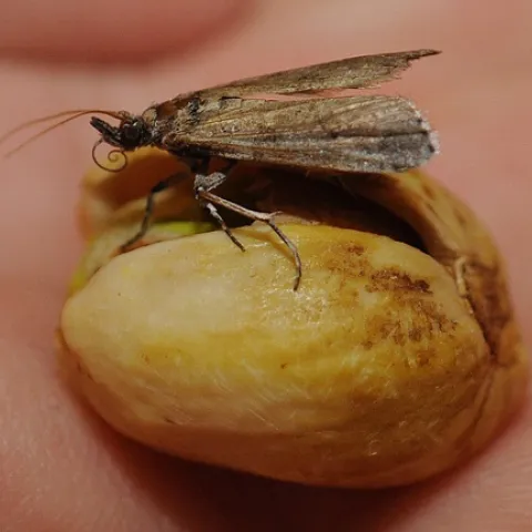 PISTACHIO LOVER--This navel orangeworm showed a preference for pistachios. (Photo by Kathy Keatley Garvey)