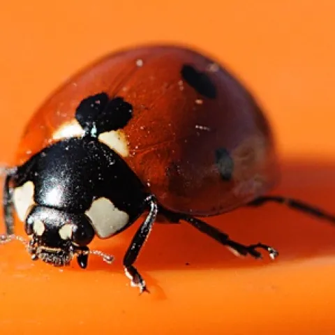 LUCKY BUG--This ladybug soaks up sunshine after being discovered in a garbage can. Her two-legged rescuers saved her from a trip to the landfill.(Photo by Kathy Keatley Garvey)