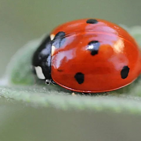 THE LADYBUG--The ladybug is an indicator of health and sustainability in olive orchards, scientists in Spain have found. (Photo by Kathy Keatley Garvey)
