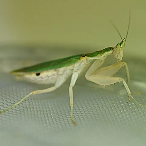 TINY PREDATOR--This juvenile Gambian spotted-eyed flower mantis, less than an inch long, is one of the live specimens at the Bohart Museum of Entomology. (Photo by Kathy Keatley Garvey)