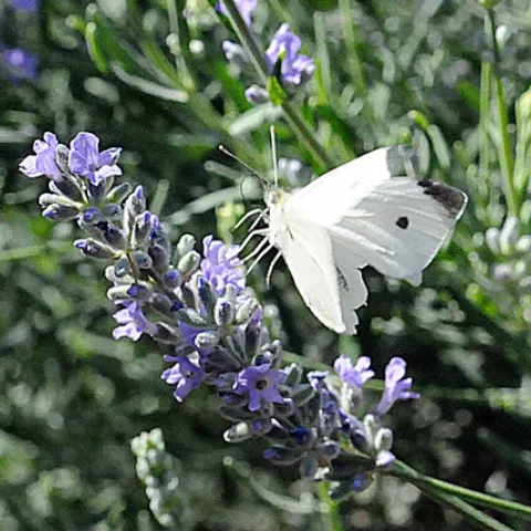 CABBAGE WHITE BUTTERFLY--This is a Pieris rapae similar to what UC Davis professor Art Shapiro found Jan. 20. (Photo by Kathy Keatley Garvey)