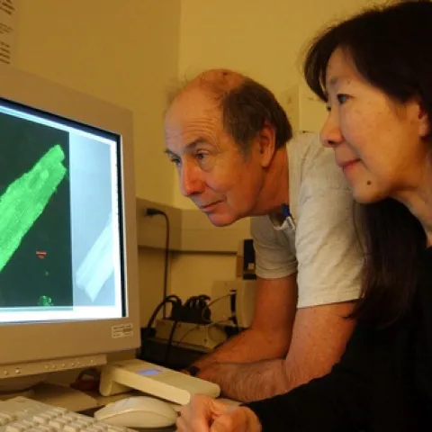 Bruce Hammock and Nipavan Chiamvimonvat look at enzyme distribution in a heart muscle cell. (Photo by Kathy Keatley Garvey)