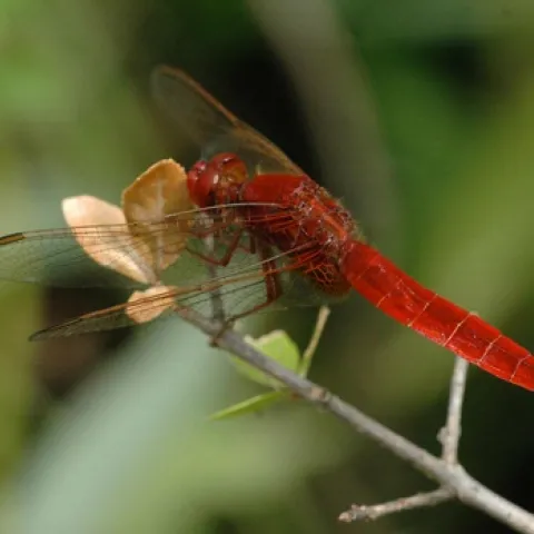 RED DRAGONFLY--UC Davis entomologist Michael Parrella submitted this photograph in the Insect Salon juried photography show at the Entomological Society of America's 56th annual meeting, held last November in Reno. Photographers from around the world entered the competition. Parrella is an associate dean of agricultural sciences at the UC Davis College of Agricultural and Environmental Sciences, and professor of entomology and environmental horticulture at UC Davis. (Photo by Michael Parrella)