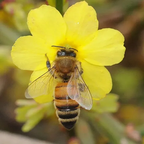 SIX-PETALED FLOWER--A honey bee forages on a winter jasmine in the Storer Gardens, University of California, Davis. (Photo by Kathy Keatley Garvey)
