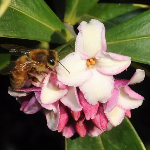 HONEY BEE ON DAPHNE--The daphne is known for its scented flowers--but beware those poisonous berries. (Photo by Kathy Keatley Garvey)