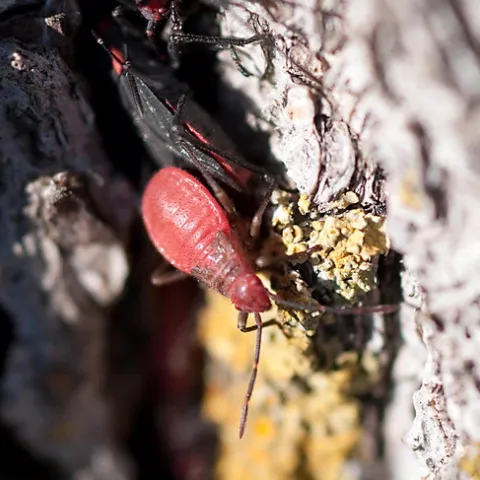 THE YOUNG AND THE RESTLESS--The nymph (bright red) of the soapberry bug scurries down a tree trunk. (Photo by James Moerhke)