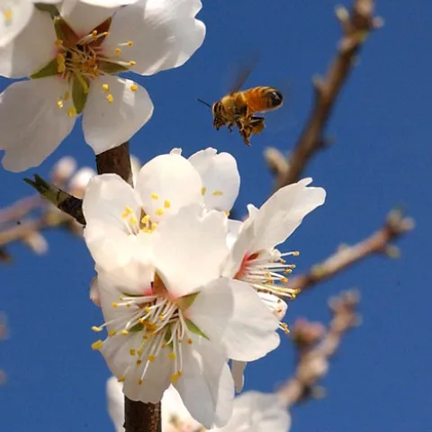 A HONEY BEE targets almond blossoms, a sign that spring can't be far behind. However, 2009 will be a challenging year for both almond growers and beekeepers, according to UC Davis apiculturist Eric Mussen. (Photo by Kathy Keatley Garvey)