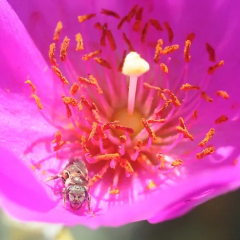 This little critter, probably a native bee, seems to be glaring at the photographer. The flower is a rock purslane (Calandrinia grandiflora). (Photo by Kathy Keatley Garvey)