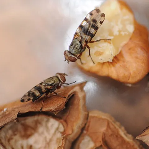 These picture-winged flies were captured in Birds Landing in mid-February and popped into a jar for identification. (Photo by Kathy Keatley Garvey)