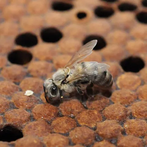 NEWBORN BEE--A newborn bee at the Harry H. Laidlaw Jr. Honey Bee Research Facility at UC Davis struggles to right herself. (Photo by Kathy Keatley Garvey)