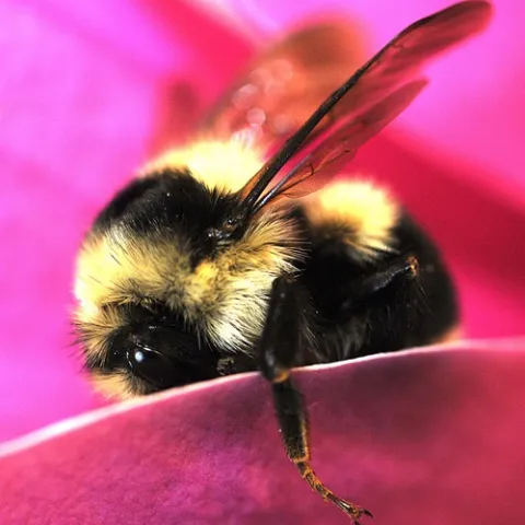 QUEEN BUMBLE BEE--The queen bumble bees are out again, after overwintering. Entomologist Lynn Kimsey found this young queen in Briggs Hall on the UC Davis campus yesterday. (Photo by Kathy Keatley Garvey)