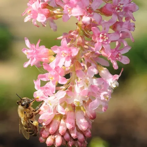 Honey bee nectaring Claremont pink currant (Ribes sanguineum var. glutinosum 'Claremont') (Photo by Kathy Keatley Garvey)