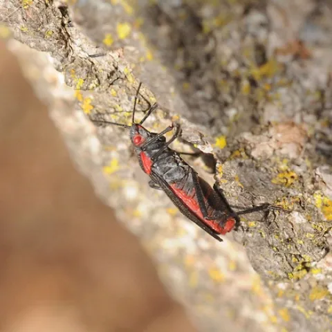 SOLITARY SOAPBERRY BUG climbs a tree in the UC Davis Arboretum, a good place for nature walks and insect observations. (Photo by Kathy Keatley Garvey)