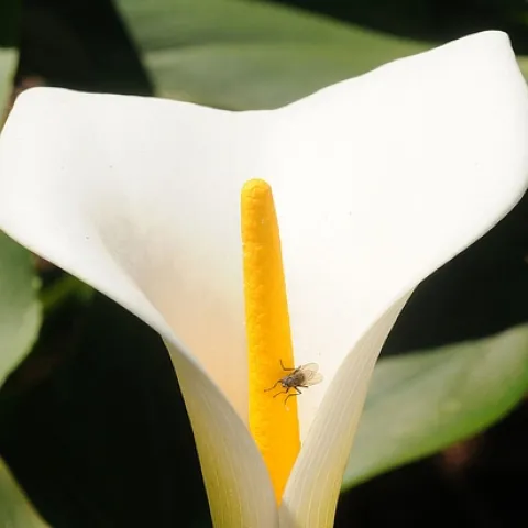 A LONE FLY visits a flower in the Storer Garden, UC Davis Arboretum, on Feb. 27, 2009. The common housefly is known to transfer at least 100 different pathogens and carry about 6.6 million bacteria on its body at a single time, according to UC Davis forensic entomologist Bob Kimsey. (Photo by Kathy Keatley Garvey)