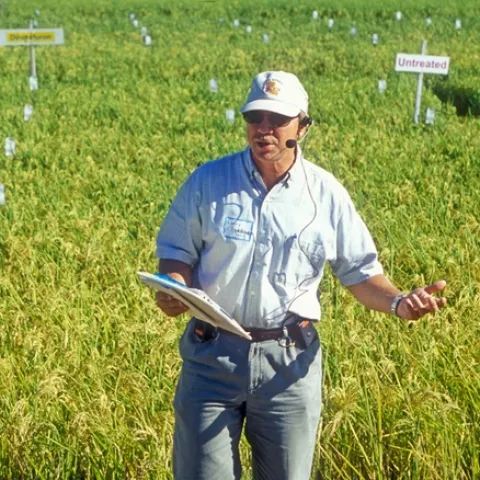 Cooperative Extension Specialist Larry Godfrey of the UC Davis Department of Entomology leads a tour of a rice field. (Photo by John Stumbos)
