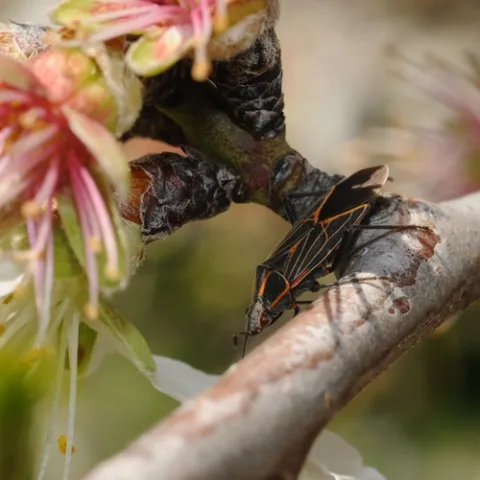 SOAPBERRY BUG crawls along an almond tree branch at the Harry H. Laidlaw Jr. Honey Bee Research Facility at UC Davis. The almond tree will be part of the Haagen-Dazs Honey Bee Haven. (Photo by Kathy Keatley Garvey)