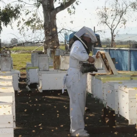 CLOSE--A beekeeper smokes a hive at Olivarez Honey Bees, Inc. in Orland. (Photo by Kathy Keatley Garvey)