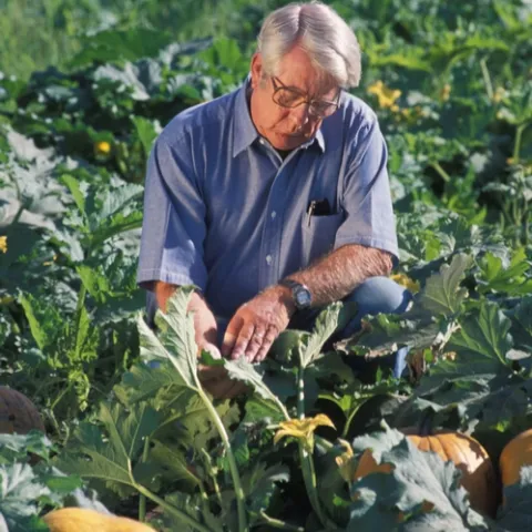 PEST MANAGEMENT SPECIALIST Charles Summers, stationed at the UC Kearney Agricultural Center, is the recipient of the 2009 Charles Woodworth Award from the Pacific Branch, Entomological Society of America. Here he works with reflective mulches. (Photo by Edwin Remsberg, USDA)
