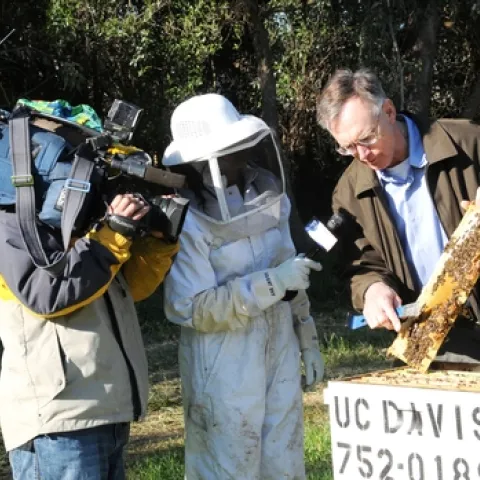 THE BEE MAN, aka Eric Mussen, Cooperative Extension apiculturist and faculty member at UC Davis, talks to Fox 40 reporter Darsha Philips (center) and cameraman Andrew Faulk. (Photo by Kathy Keatley Garvey)
