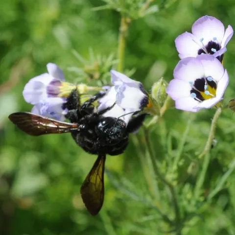 CARPENTER BEE investigates a Bird's Eye blossom (Gilia tricolor) on the UC Davis campus. Pit stop for nectar! (Photo by Kathy Keatley Garvey)