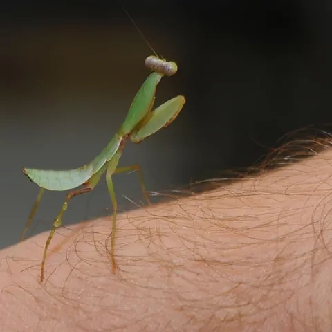 THIS HOODED PRAYING MANTIS, a baby, is a new resident of the Bohart Museum of Entomology. (Photo by Kathy Keatley Garvey)