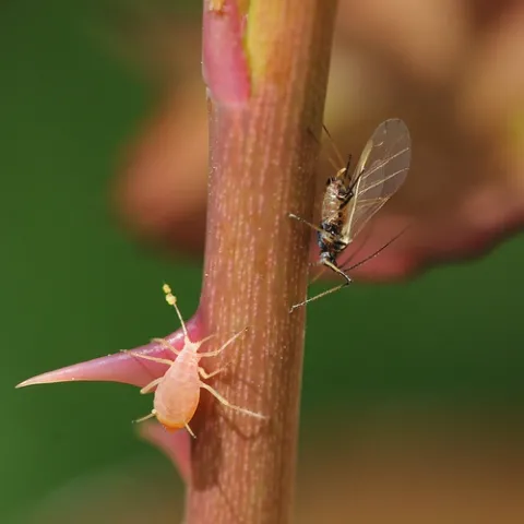 APHIDS ON A ROSE BUSH--Aphids suck plant juices, as these are doing here. (Photo by Kathy Keatley Garvey)
