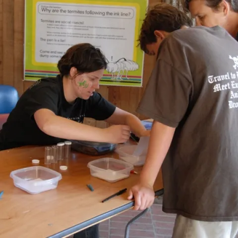 ROUNDING UP THE TERMITES--Coordinating the termite trail activity last year at the UC Davis Picnic Day at Briggs Hall was graduate student Tara Thiemann. She'll also be coordinating the termite trails again this year. The UC Davis Picnic Day is from 10 a.m. to 4 p.m., Saturday, April 18. (Photo by Kathy Keatley Garvey)