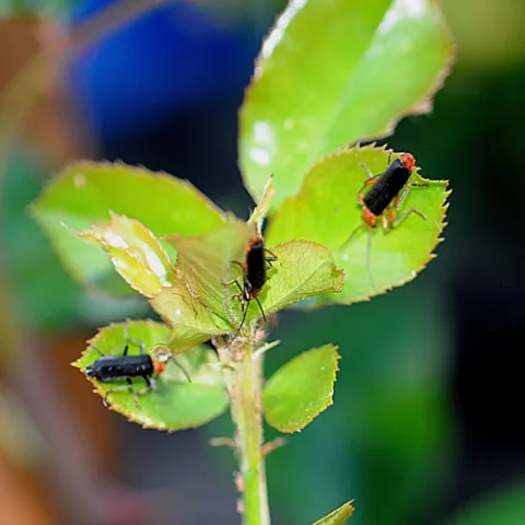 THREE'S COMPANY--Three soldier beetles search for aphids on a rose bush. (Photo by Kathy Keatley Garvey)