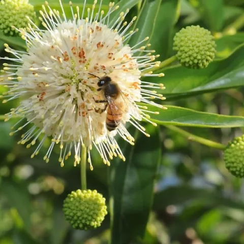 BUTTON WILLOW--This photo of a honey bee nectaring a button willow appears in the New York Times' article on "Let's Hear It for the Bees" by guest writer Leon Kreitzman. (Photo by Kathy Keatley Garvey on a Yolo County farm tour)
